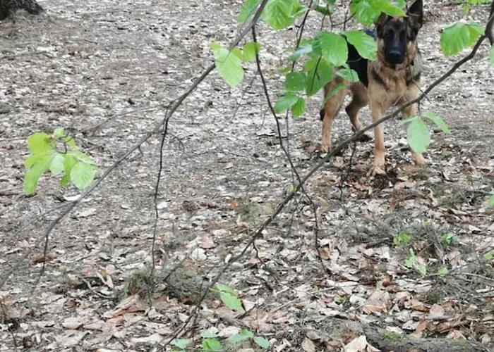 דירה Panoramablick Postwiese